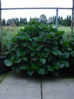 Seringhortensia (Hydrangea Macrophylla 'Ayesha') -DIRECTPLANT Winkel 20120202134812 2 2