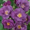 Roos (Rosa 'Rhapsody In Blue') -DIRECTPLANT Winkel 20120207104847 1 1
