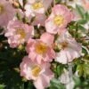 Miniklimroos (Rosa 'Open Arms') -DIRECTPLANT Winkel 20120207105027 1