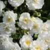Miniklimroos (Rosa 'Guirlande D'Amour') -DIRECTPLANT Winkel 20120207145857 1
