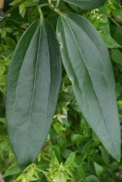 Bosrank, Groenblijvend (Clematis Armandii) -DIRECTPLANT Winkel 20120211132337 5