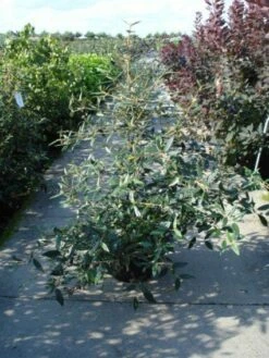 Sneeuwbal (Viburnum Bodnantense 'Dawn') -DIRECTPLANT Winkel 20120213095450 1