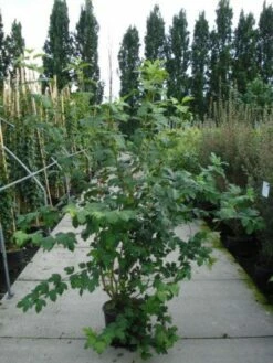 Sneeuwbal (Viburnum Opulus 'Roseum') -DIRECTPLANT Winkel 20120213095949 9 1