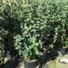 Wollige Sneeuwbal, Bosplantsoen (Viburnum Lantana) -DIRECTPLANT Winkel 20120213100209 4 2 2 1