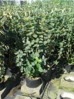 Wollige Sneeuwbal, Bosplantsoen (Viburnum Lantana)