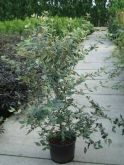 Sneeuwbal (Viburnum Burkwoodii) -DIRECTPLANT Winkel 20120213100608 14 2