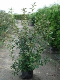 Sneeuwbal (Viburnum Bodnantense 'Charles Lamont') -DIRECTPLANT Winkel 20120213100726 4 1