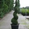 Conifeer Als Spiraal (Thuja Occidentalis 'Smaragd') -DIRECTPLANT Winkel 20120213101253 3 1