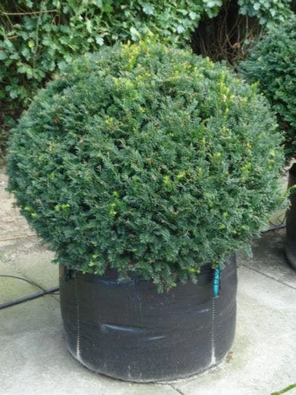 Taxusbol (Taxus Baccata) 3 Taxusbol (Taxus Baccata)