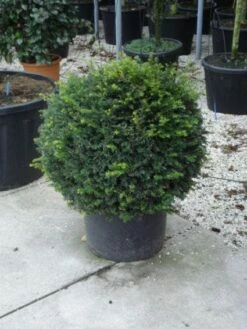 Taxusbol (Taxus Baccata) -DIRECTPLANT Winkel 20120213101948 16 3
