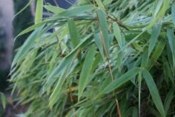 Niet Woekerende Bamboe (Fargesia Murieliae 'Bimbo') -DIRECTPLANT Winkel 20120213125441 4