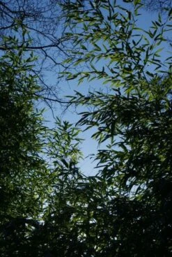 Bamboe (Phyllostachys Aurea) -DIRECTPLANT Winkel 20120213125929 13