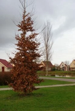 Beukenboom (Fagus Sylvatica) 19 Beukenboom (Fagus Sylvatica) -DIRECTPLANT Winkel 20120213132201 16