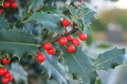 Gewone Hulst (Ilex Aquifolium) -DIRECTPLANT Winkel 20120213133607 12 2
