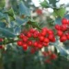 Hulst (Ilex Aquifolium 'Alaska') -DIRECTPLANT Winkel 20120213141441 11 1