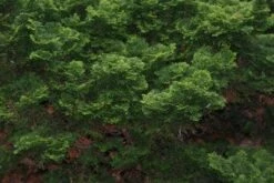 Dwergcypres (Chamaecyparis Obtusa 'Nana Gracilis') 9 Dwergcypres (Chamaecyparis Obtusa 'Nana Gracilis') -DIRECTPLANT Winkel 20120213143635 5