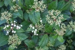 Groenblijvende Sneeuwbal (Viburnum Tinus 'Eve Price') -DIRECTPLANT Winkel 20120213144628 50 10