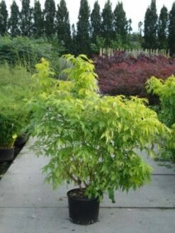 Vlier (Sambucus Racemosa 'Plumosa Aurea') -DIRECTPLANT Winkel 20120213154139 15 3