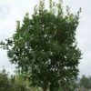 Aardbeiboom (Arbutus Unedo) 1 Aardbeiboom (Arbutus Unedo) -DIRECTPLANT Winkel 20120213154447 4