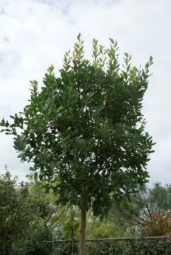 Aardbeiboom (Arbutus Unedo)