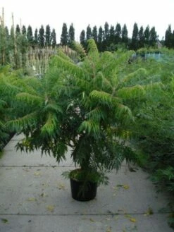 Fluweelboom, Struik (Rhus Typhina 'Dissecta' (Laciniata)) -DIRECTPLANT Winkel 20120213155119 5