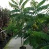 Fluweelboom, Struik (Rhus Typhina) -DIRECTPLANT Winkel 20120213155202 3