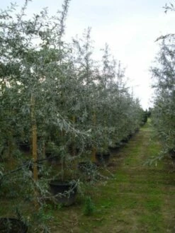 Sierpeer Als Struik (Pyrus Salicifolia 'Pendula') -DIRECTPLANT Winkel 20120213155559 6