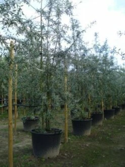 Sierpeer Als Struik (Pyrus Salicifolia 'Pendula') -DIRECTPLANT Winkel 20120213155637 6