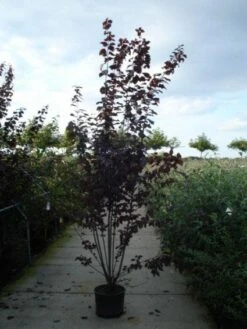 Rode Kerspruim Als Struik (Prunus Cerasifera 'Nigra') -DIRECTPLANT Winkel 20120213161654 8