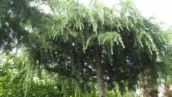 Ceder Als Dakboom (Cedrus Deodara 'Pendula') -DIRECTPLANT Winkel 20120213162209 3