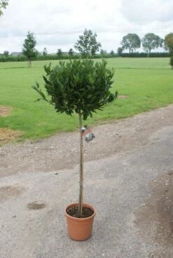 Echte Laurier Op Stam (Laurus Nobilis) -DIRECTPLANT Winkel 20120213163018 4