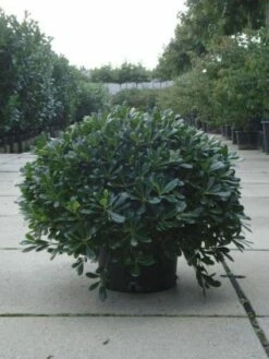 Australische Laurier (Pittosporum Tobira 'Nanum') 12 Australische Laurier (Pittosporum Tobira 'Nanum') -DIRECTPLANT Winkel 20120213163910 8