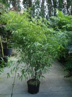 Bamboe (Phyllostachys Nigra) 13 Bamboe (Phyllostachys Nigra) -DIRECTPLANT Winkel 20120213164648 13