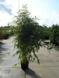 Bamboe (Phyllostachys Aurea) -DIRECTPLANT Winkel 20120213164824 13