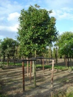 Glansmispel Als Boom (Photinia Fraseri 'Red Robin') 17 Glansmispel Als Boom (Photinia Fraseri 'Red Robin') -DIRECTPLANT Winkel 20120214125941 9