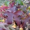 Amberboom Als Leivorm (Liquidambar Styraciflua 'Worplesdon') -DIRECTPLANT Winkel 20120214135328 2