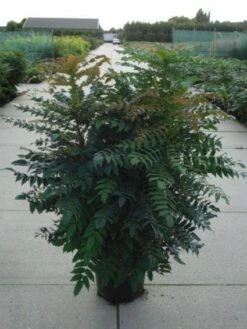 Mahoniestruik (Mahonia Media 'Winter Sun') -DIRECTPLANT Winkel 20120214143611 11 1