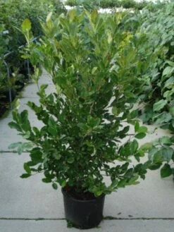 Stermagnolia (Magnolia Stellata) 30 Stermagnolia (Magnolia Stellata) -DIRECTPLANT Winkel 20120214143817 13 1