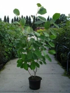 Beverboom (Magnolia Sieboldii) 10 Beverboom (Magnolia Sieboldii) -DIRECTPLANT Winkel 20120214144004 8