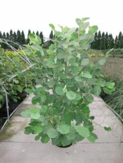 Beverboom (Magnolia Sieboldii) -DIRECTPLANT Winkel 20120214144026 8 1