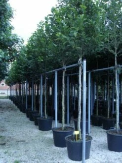 Beverboom (Magnolia Kobus) -DIRECTPLANT Winkel 20120214144339 19