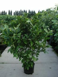 Beverboom, Struik (Magnolia Susan) -DIRECTPLANT Winkel 20120214144559 10 1