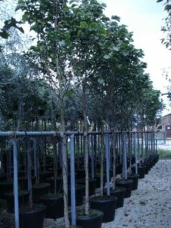 Beverboom (Magnolia 'Galaxy') -DIRECTPLANT Winkel 20120214144656 7