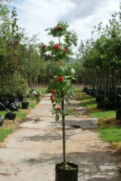 Gewone Lijsterbes (Sorbus Aucuparia) -DIRECTPLANT Winkel 20120214155946 6