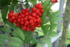 Gewone Lijsterbes, Bosplantsoen (Sorbus Aucuparia) -DIRECTPLANT Winkel 20120214160422 2