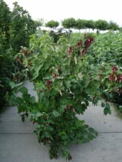 Fazantenbes (Leycesteria Formosa 'Purple Rain') -DIRECTPLANT Winkel 20120215131611 2