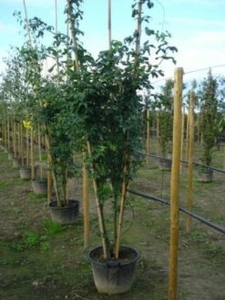 Gouden Regen, Struik (Laburnum Watereri 'Vossii') 13 Gouden Regen, Struik (Laburnum Watereri 'Vossii') -DIRECTPLANT Winkel 20120215131723 4