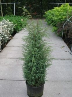 Jeneverbes (Juniperus Communis 'Hibernica') 13 Jeneverbes (Juniperus Communis 'Hibernica') -DIRECTPLANT Winkel 20120215132223 7