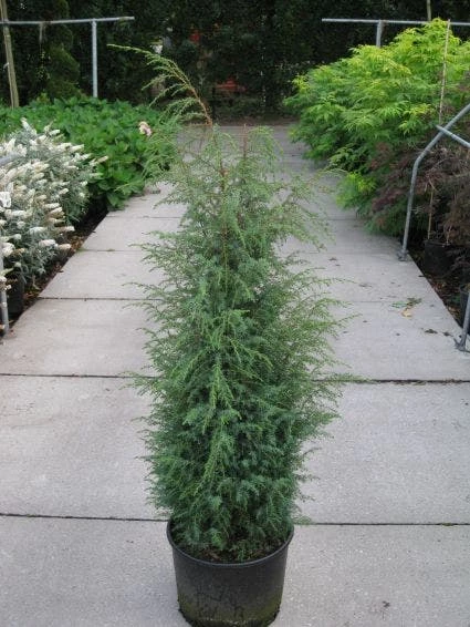 Jeneverbes (Juniperus Communis 'Hibernica') 5 Jeneverbes (Juniperus Communis 'Hibernica') - Afbeelding 3