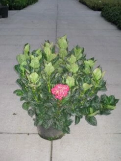 Hortensia (Hydrangea Macrophylla 'Merveille Sanguine')
